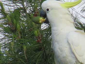 Close-up of a parrot