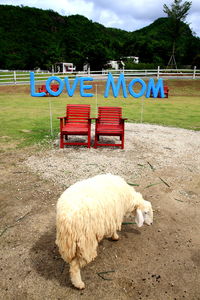 View of a sheep in the field