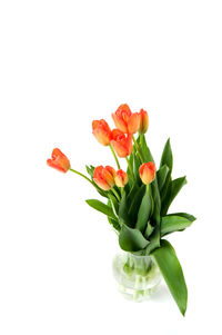 Close-up of flowers over white background