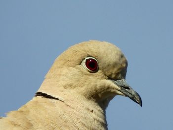 Close-up of seagull looking away against clear sky