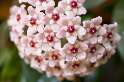 Close-up of pink flowers blooming outdoors