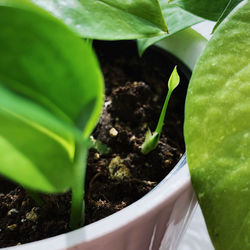 Close-up of potted plant