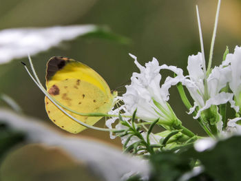 Close-up of insect on yellow flower