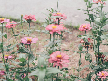 Close-up of pink flowers