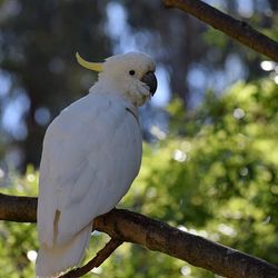 Low angle view of birds perching on branch