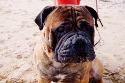 High angle view of bullmastiff on beach