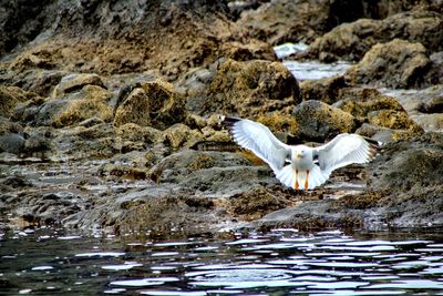 Seagull flying over sea