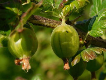 Close-up of fruits on tree