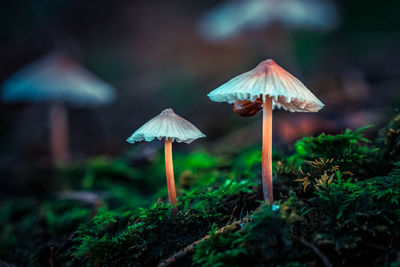 Close-up of mushroom growing on field