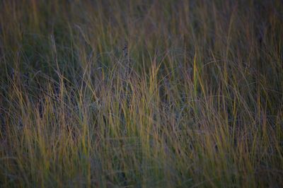 Full frame shot of stalks in field