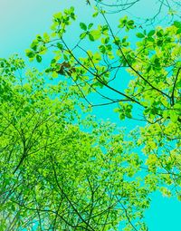 Low angle view of tree against blue sky