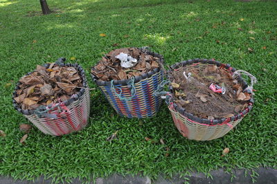 High angle view of lizard in basket on grass