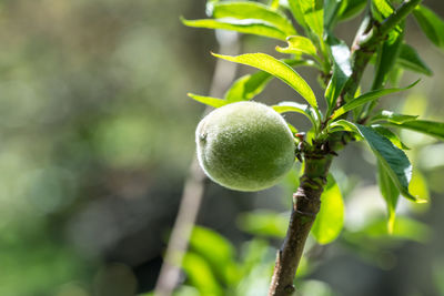 Close-up of fruit growing on tree