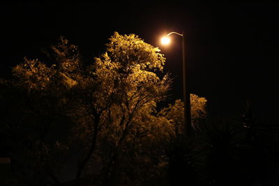 Low angle view of illuminated trees against sky at night