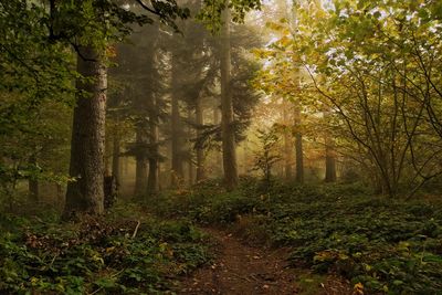 Trees growing in forest