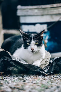 Portrait of cat resting outdoors