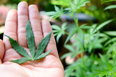 Close-up of hand holding leaves