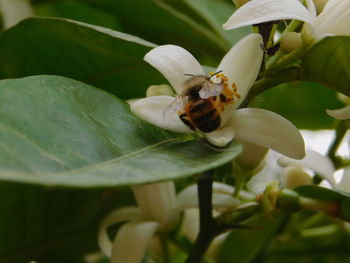 Close-up of insect on plant
