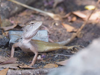 Close-up of lizard on land