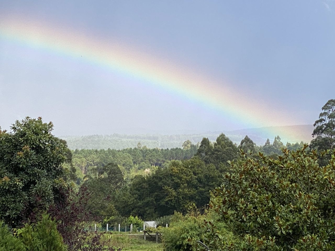 SCENIC VIEW OF RAINBOW OVER TREES AND PLANTS