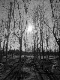 Bare trees on field against sky