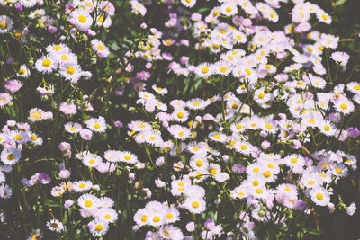 High angle view of daisies blooming in park