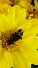 Close-up of yellow flower