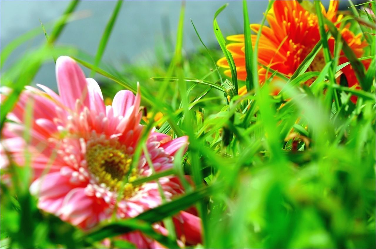 flower, petal, freshness, growth, fragility, flower head, plant, beauty in nature, blooming, nature, close-up, green color, selective focus, field, focus on foreground, animal themes, red, one animal, stem, in bloom