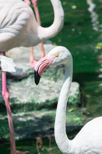 Close-up of birds in water