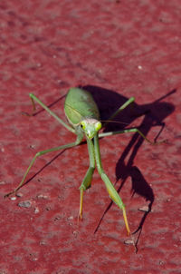 Close-up of insect