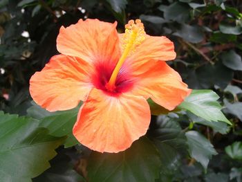 Close-up of orange flower