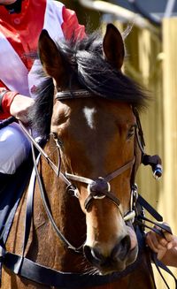 Close-up of a horse