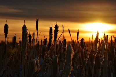 Close-up of fresh plants on field during sunset