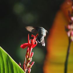 Close-up of insect on plant