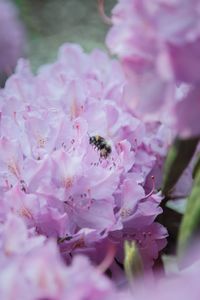 Close-up of bee pollinating on pink flower