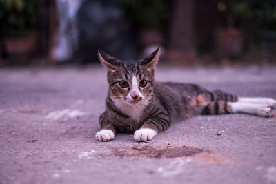 Portrait of cat relaxing on footpath