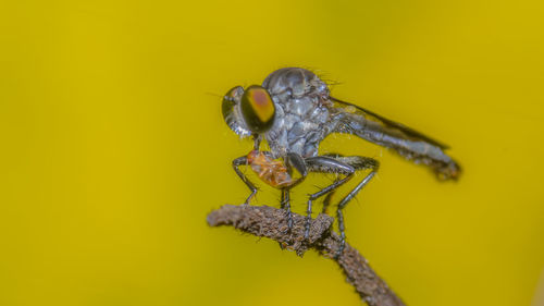 Close-up of insect on yellow leaf