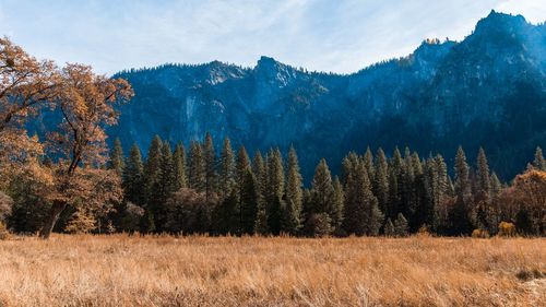 Pine trees in forest against sky during autumn