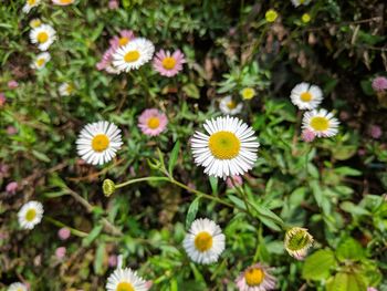 Close-up of white daisy flowers on field