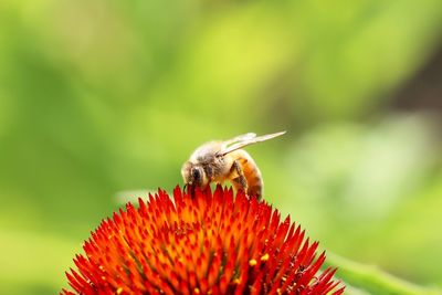 Close-up of insect on red flower