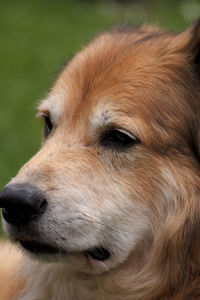 Close-up of dog looking away