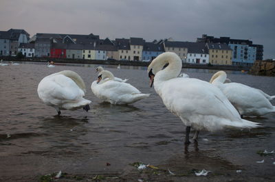 Seagulls on a lake