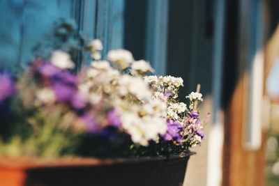 Close-up of flower pot plant