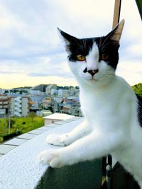 Close-up of cat looking at city