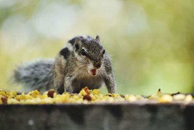 Close-up of squirrel eating food