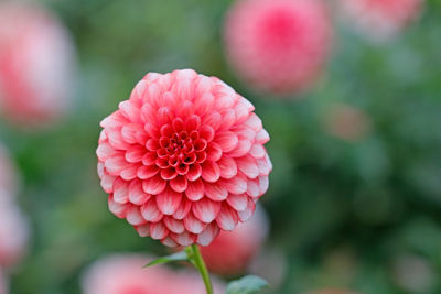 Close-up of pink dahlia flower