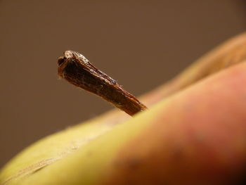 Close-up of lizard