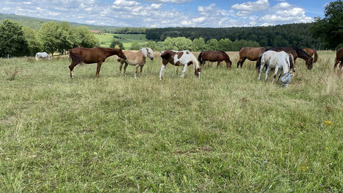 Cows grazing in field