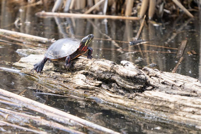 Painted turtle on a log is basking in the sunshine at the lake