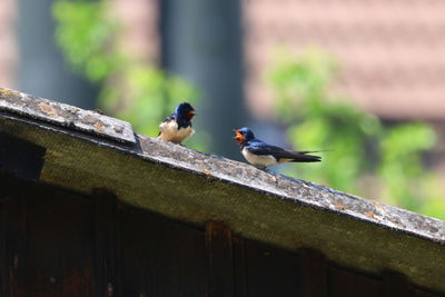 Barn swallows perching on roof